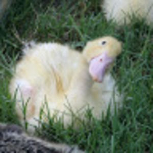 Meet your Posher, Lamar